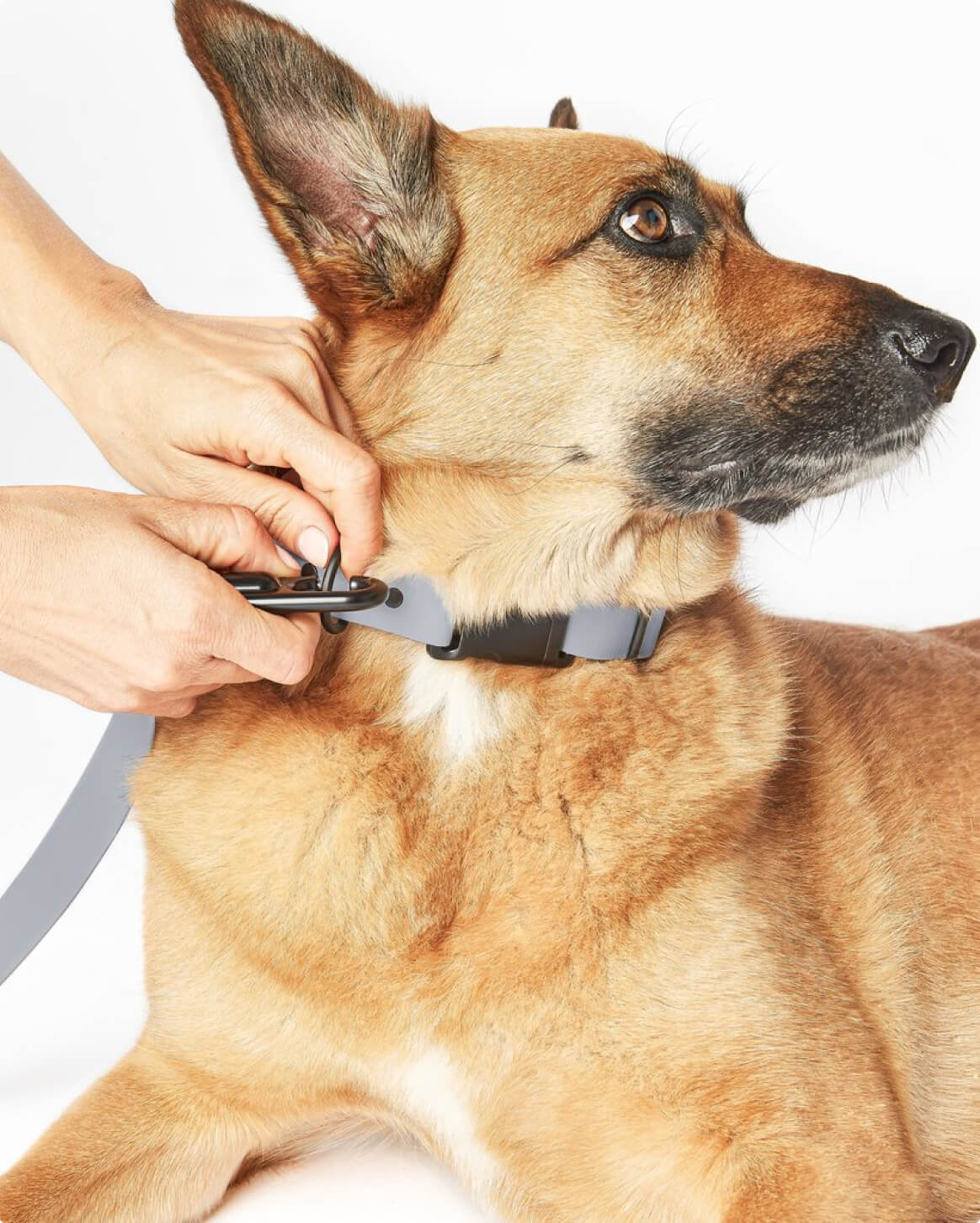 Signature Leash wodoodporna smycz dla psów ręcznie wykonana w USA