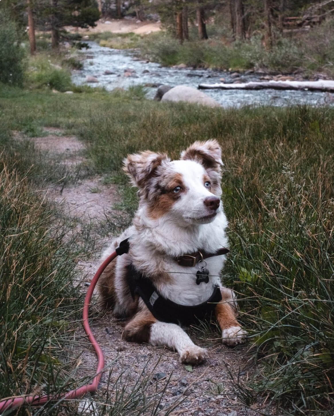 Magic Link® Hands-Free Dog Leash, Belt and Wrist Strap
