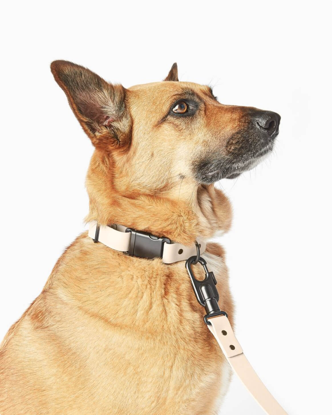 Signature Collar Personalized Coated Webbing Dog Collar