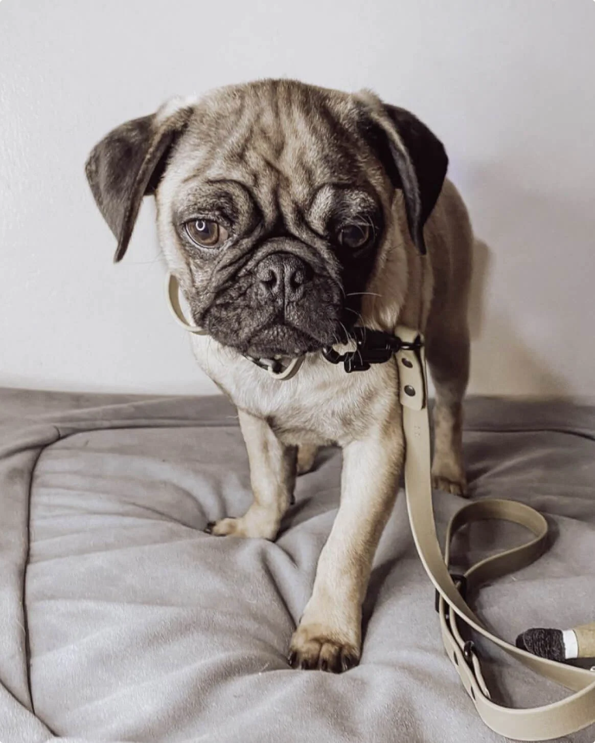 Signature Leash wodoodporna smycz dla psów ręcznie wykonana w USA