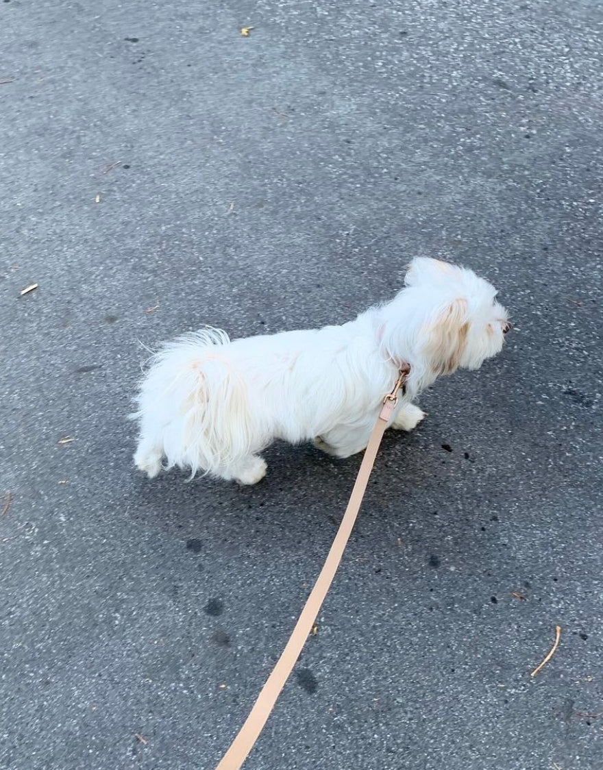 Limited Edition Italian Leather Dog Leash in Modern Colors