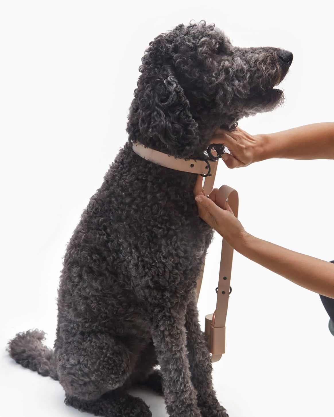 Signature Leash wodoodporna smycz dla psów ręcznie wykonana w USA