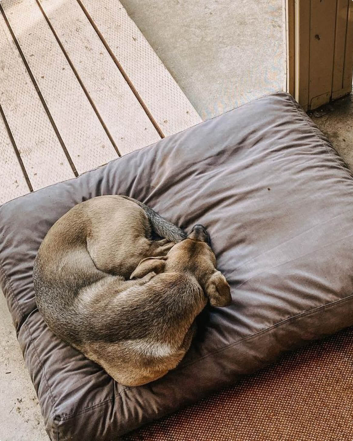 Memory-Foam-Hundebett mit wasserfester, maschinenwaschbarer Außenhülle