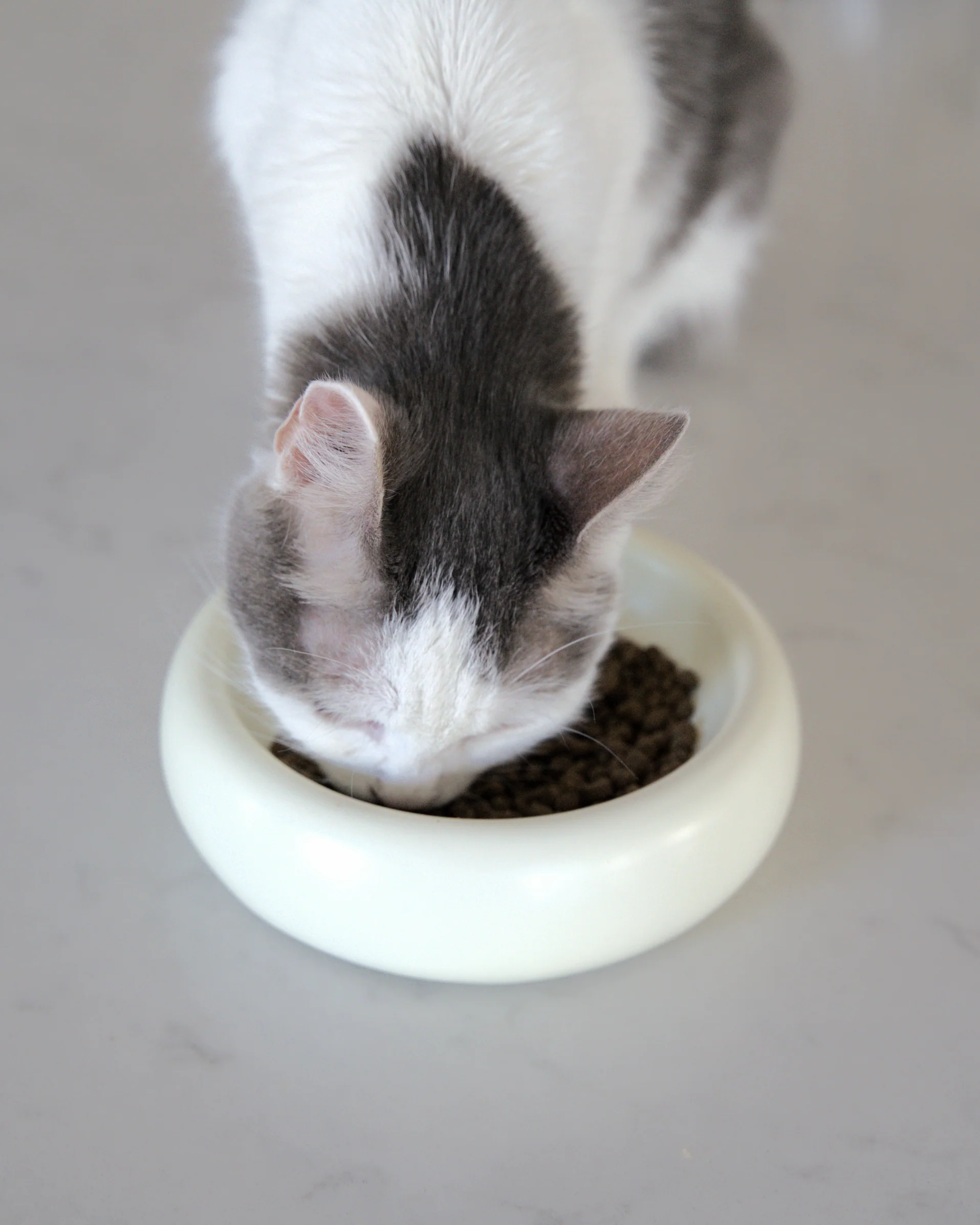 Catenary Halo Ceramic Cat Bowl, Whisker-Friendly 6.5 Inch Dish