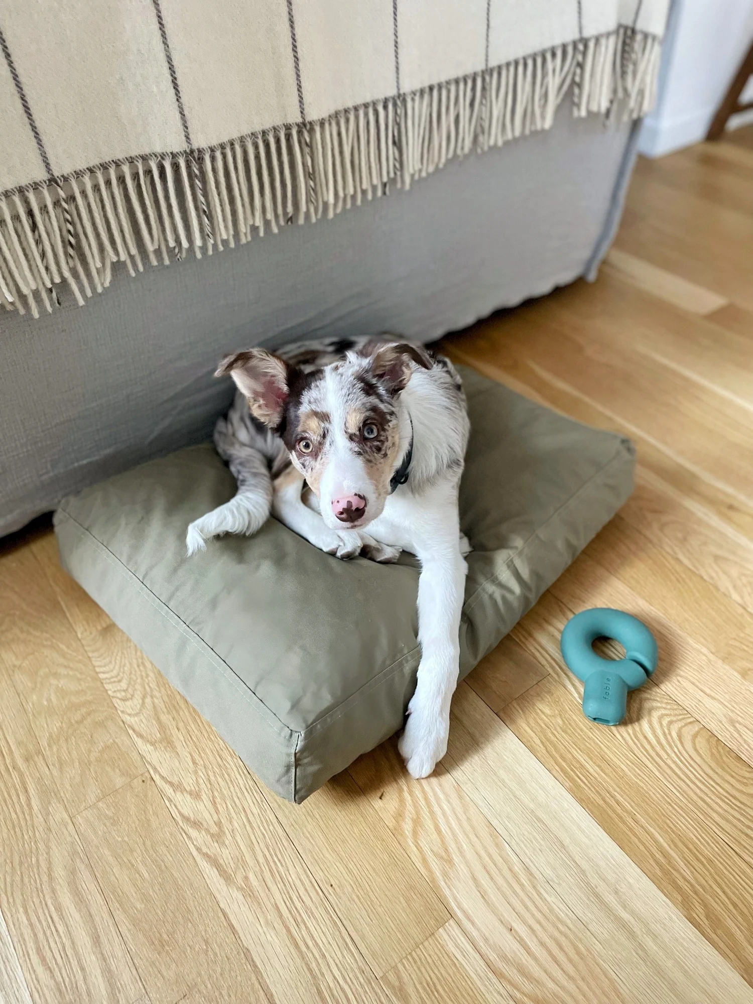 Memory-Foam-Hundebett mit wasserfester, maschinenwaschbarer Außenhülle