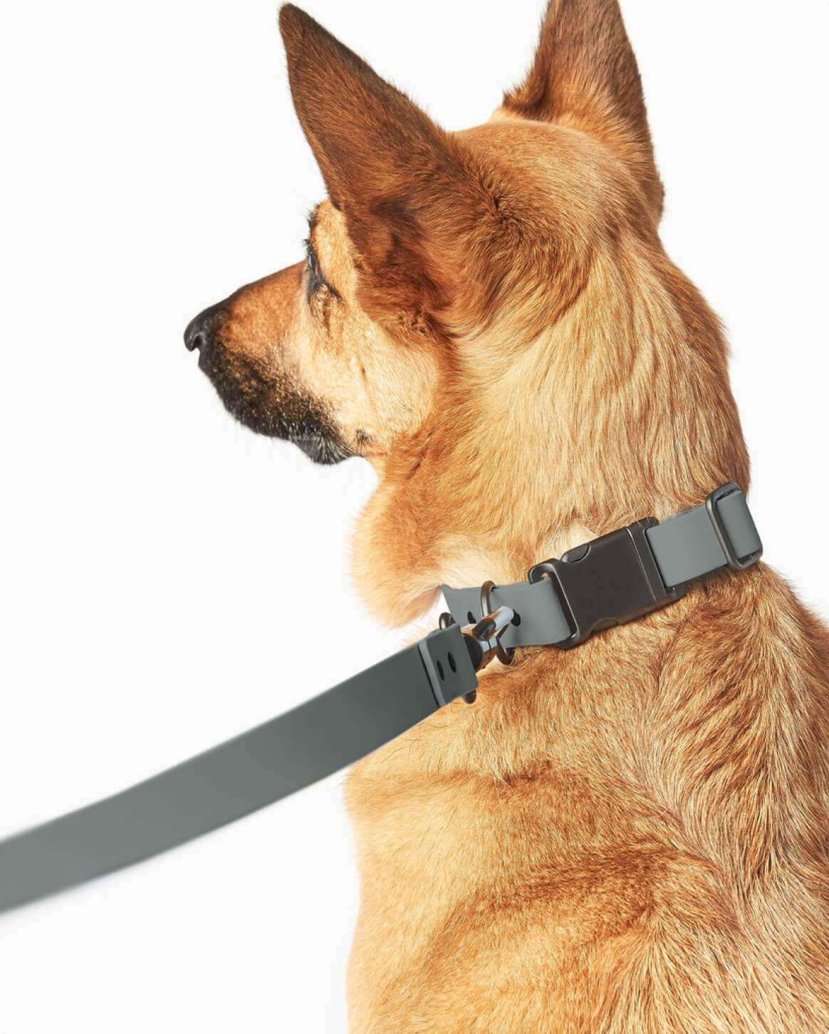 Signature Collar Personalized Coated Webbing Dog Collar