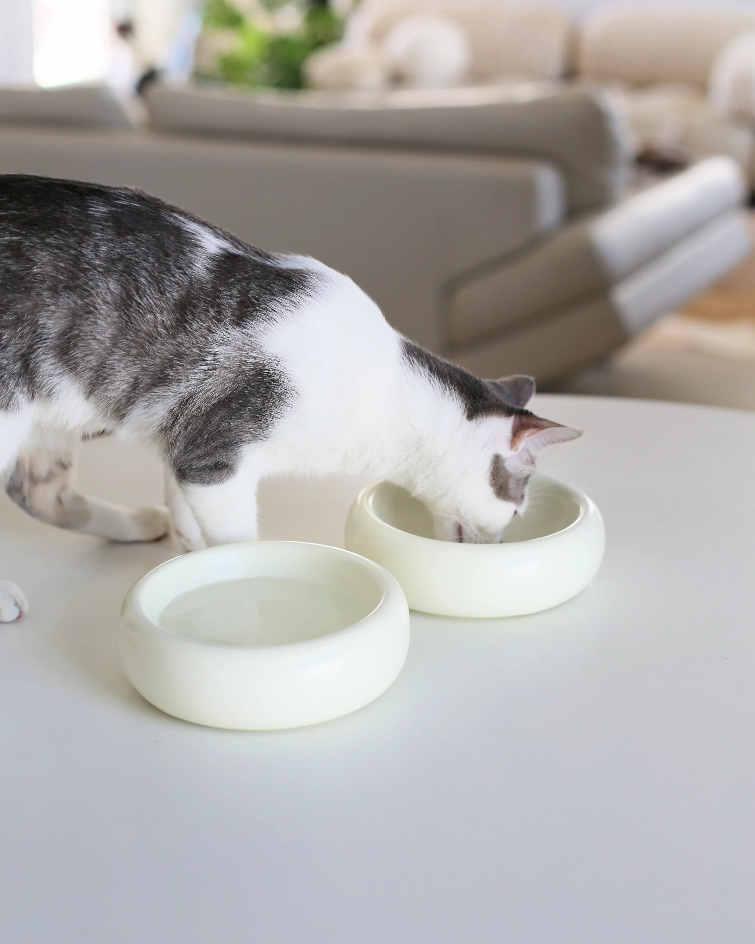Catenary Halo Ceramic Cat Bowl, Whisker-Friendly 6.5 Inch Dish