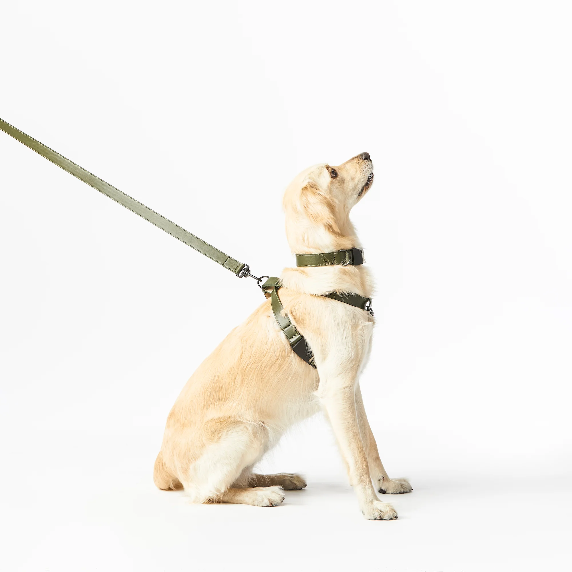 Limited Edition Italian Leather Dog Leash in Modern Colors