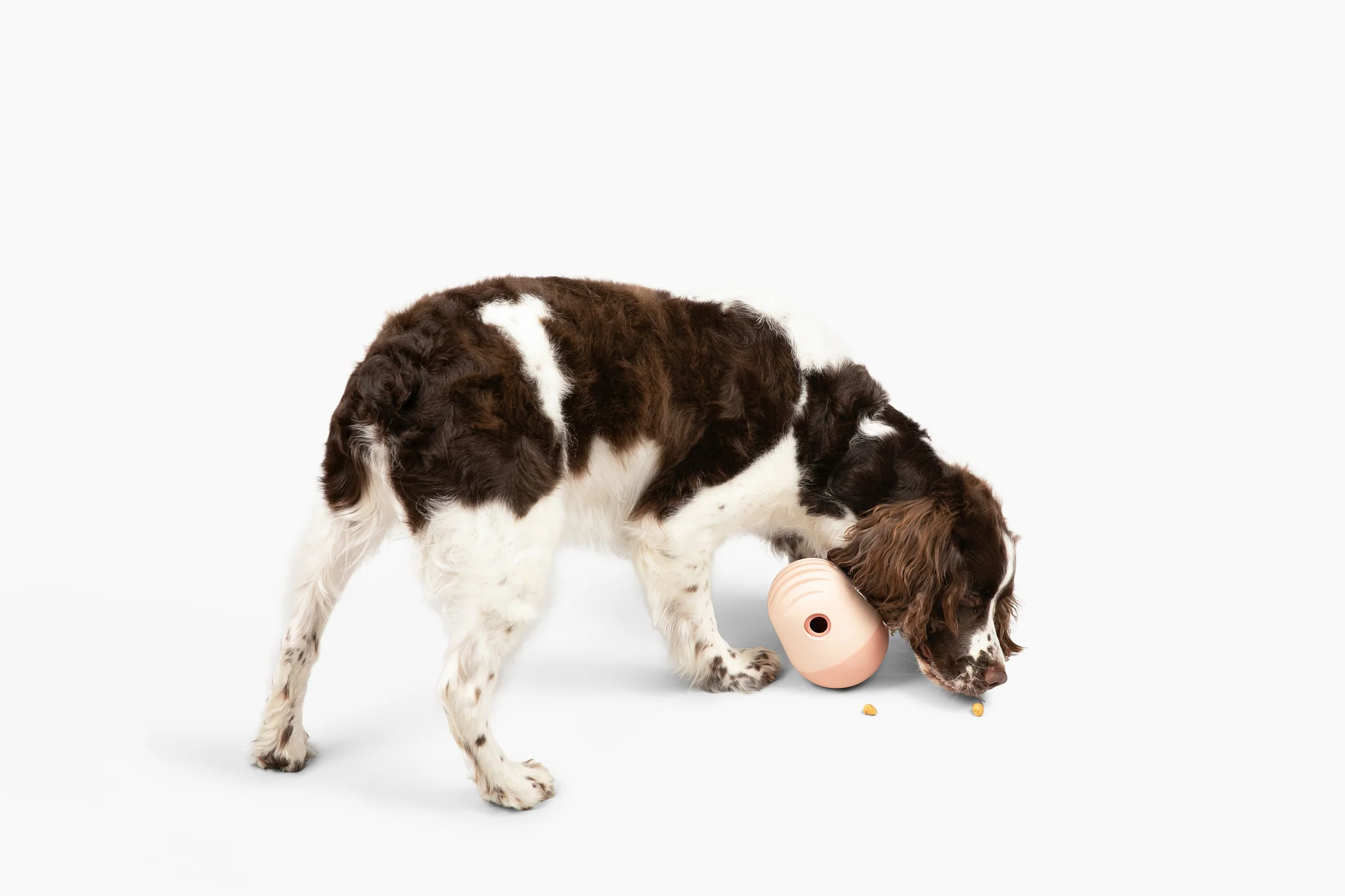Puffin + Bites Bundle: Freeze-Dried Treats and Enrichment Toys for Dogs