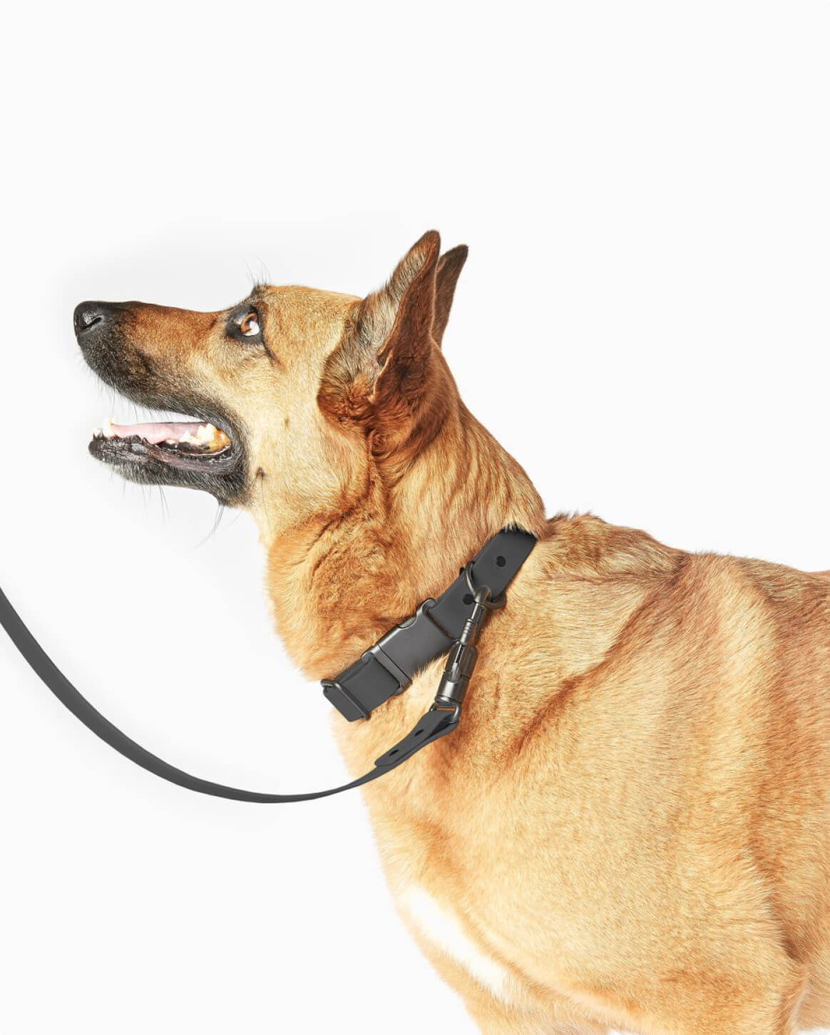 Signature Leash wodoodporna smycz dla psów ręcznie wykonana w USA