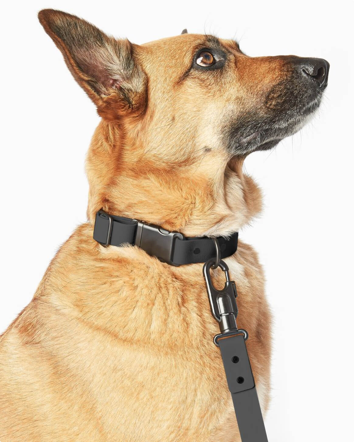 Signature Collar Personalized Coated Webbing Dog Collar