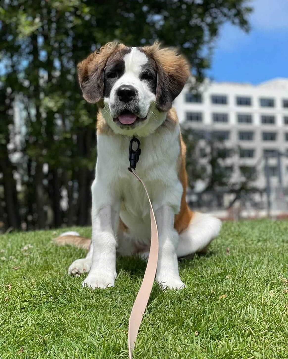 Signature Leash wodoodporna smycz dla psów ręcznie wykonana w USA