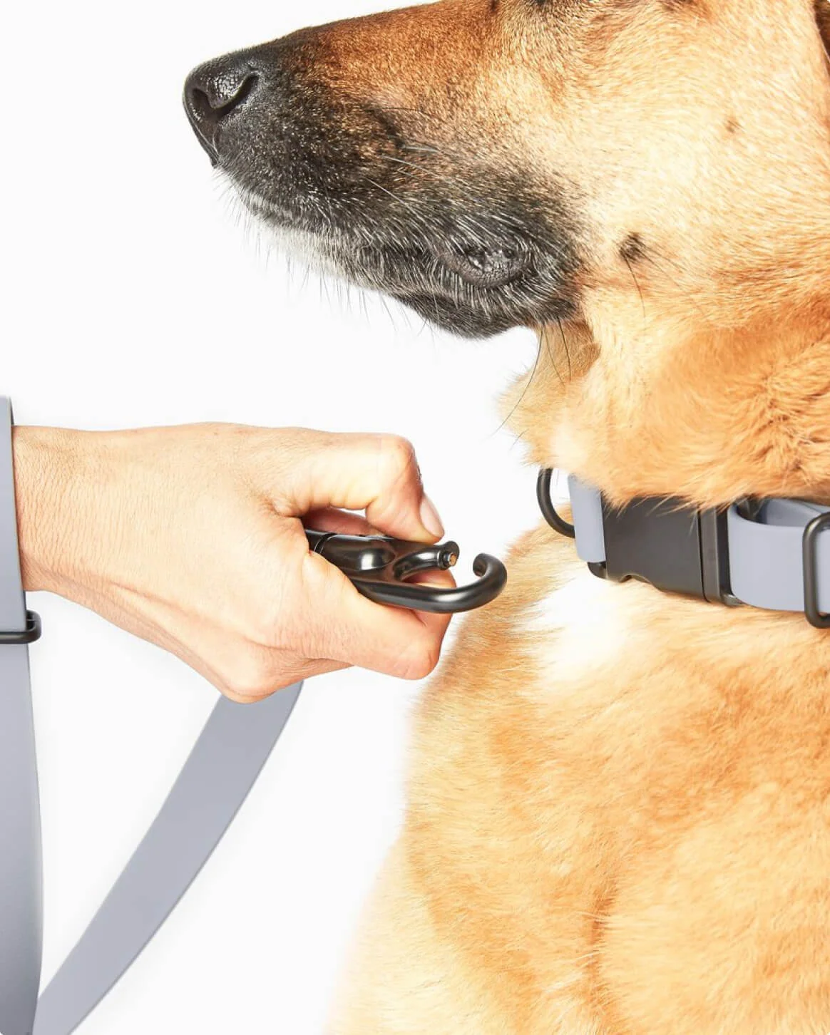 Signature Collar Personalized Coated Webbing Dog Collar
