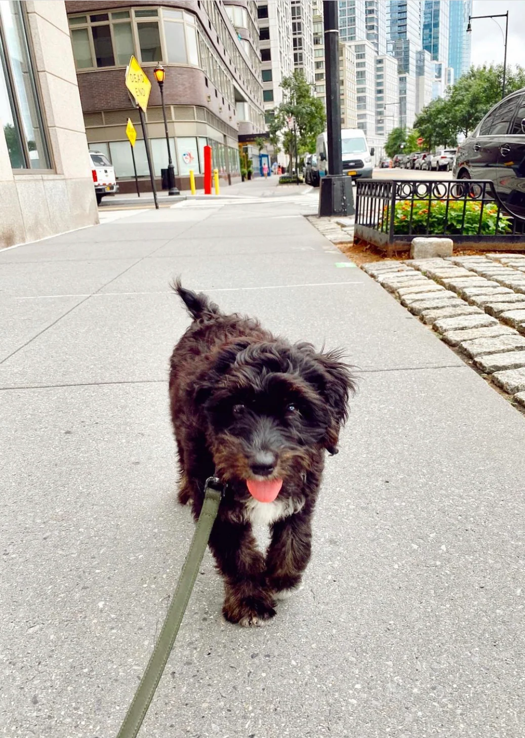 Limited Edition Italian Leather Dog Leash in Modern Colors