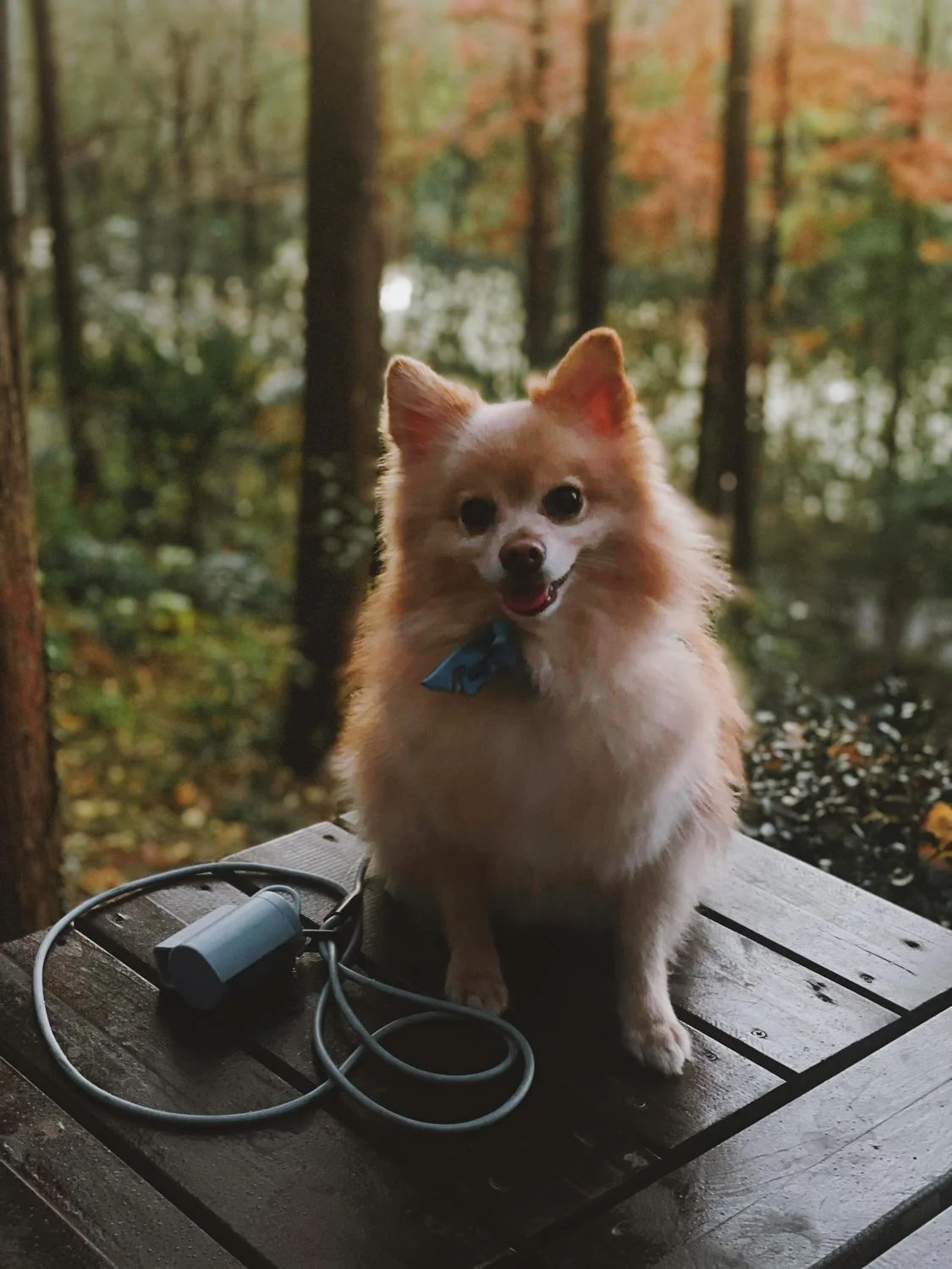 Fablepets Tempat Kantong Kotoran Silikon untuk Tali dengan 3 Gulungan Gratis