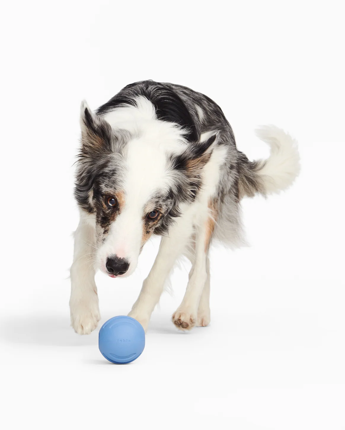 Pelota Signature de caucho natural para perros, para perseguir y lanzar