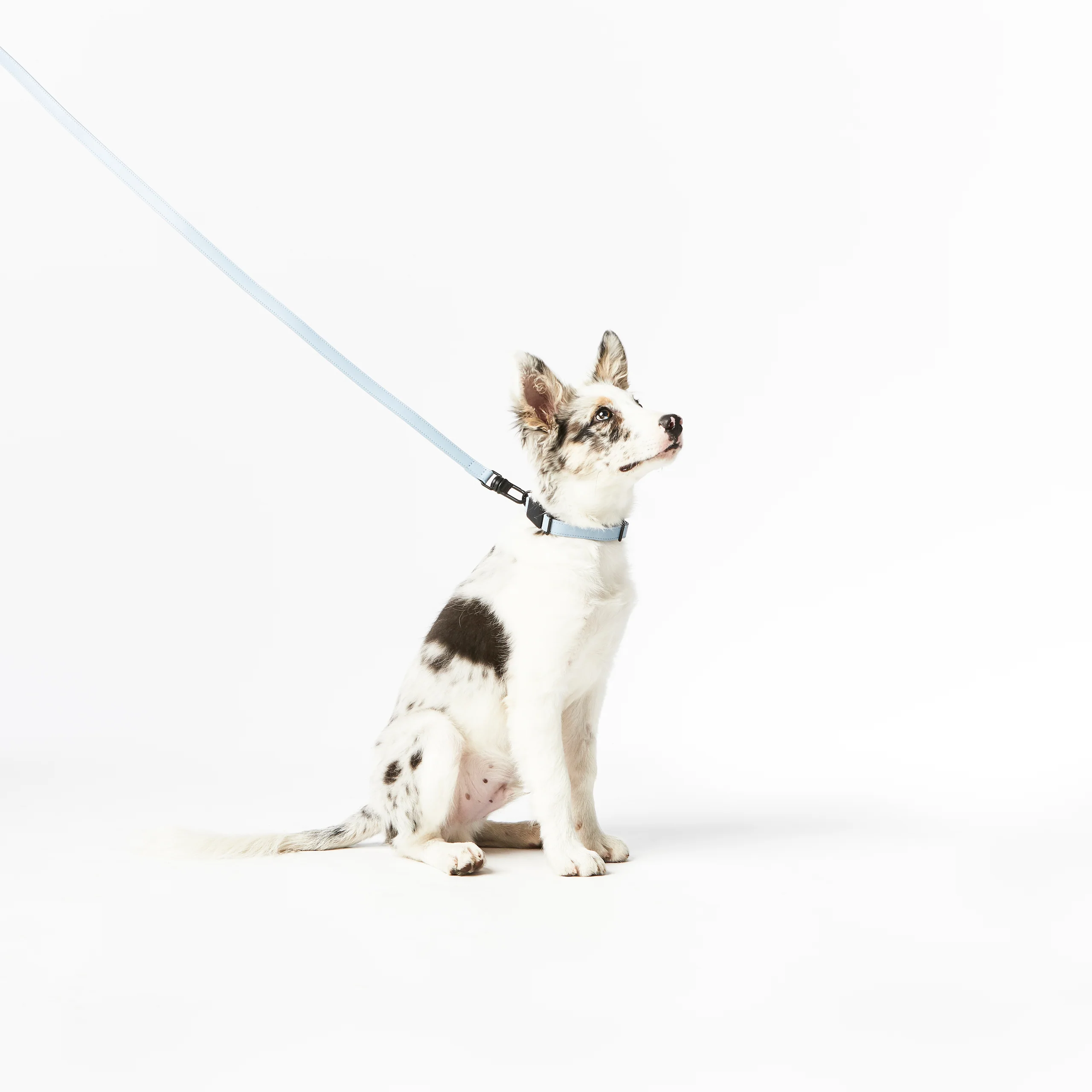 Limited Edition Italian Leather Dog Leash in Modern Colors