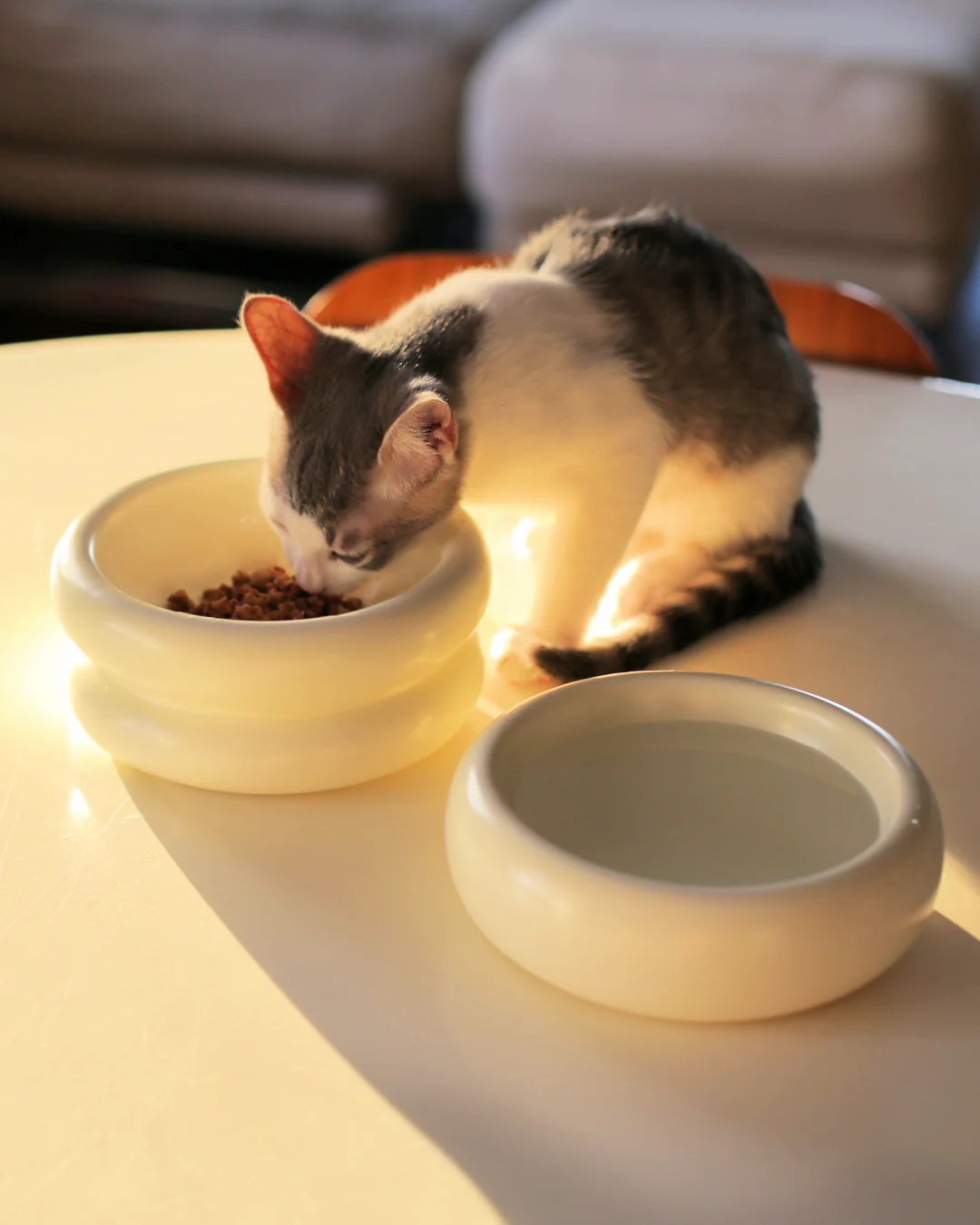 Catenary Elevated Halo Cat Bowl, Raised Ceramic Dish for Digestion