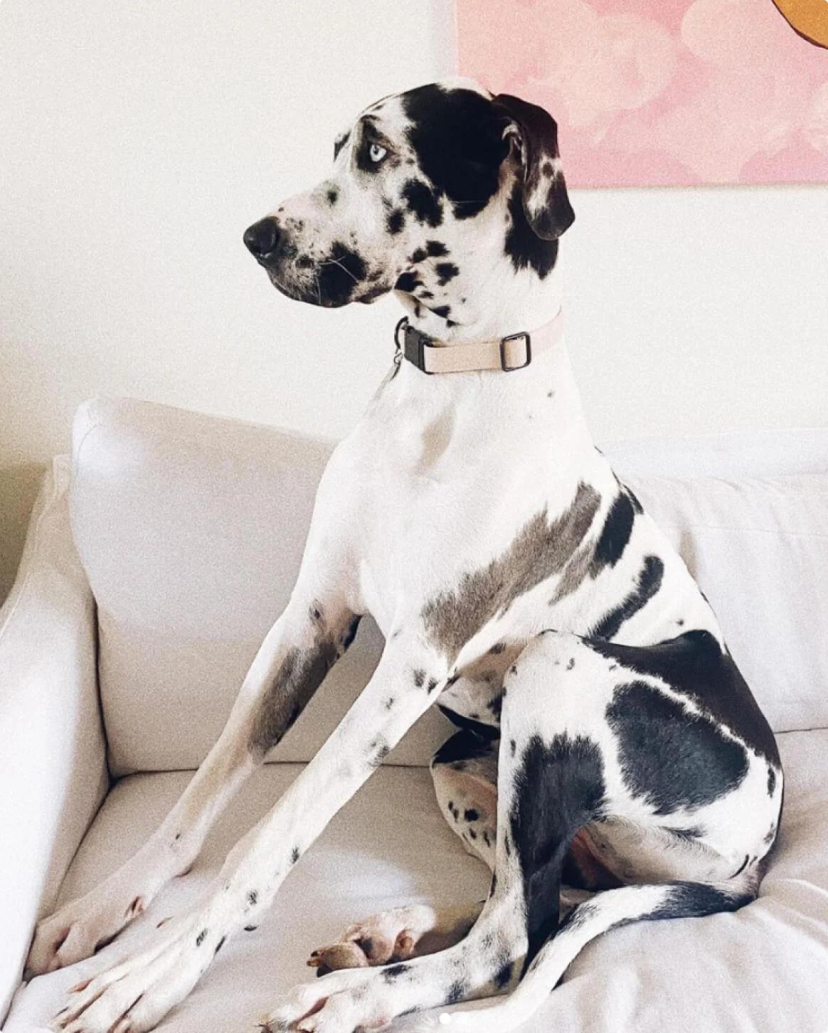 Signature Collar Personalized Coated Webbing Dog Collar