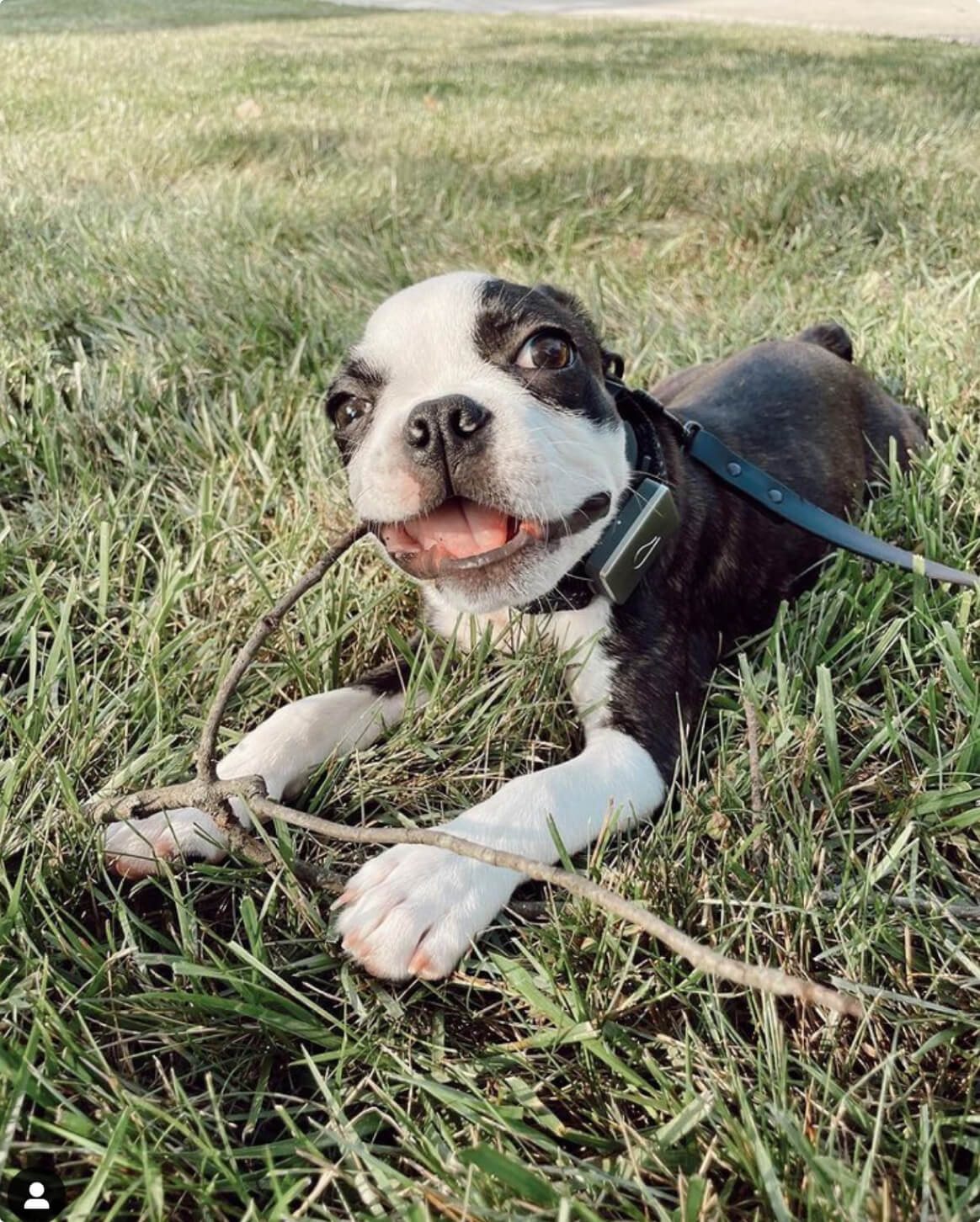 Signature Leash wodoodporna smycz dla psów ręcznie wykonana w USA