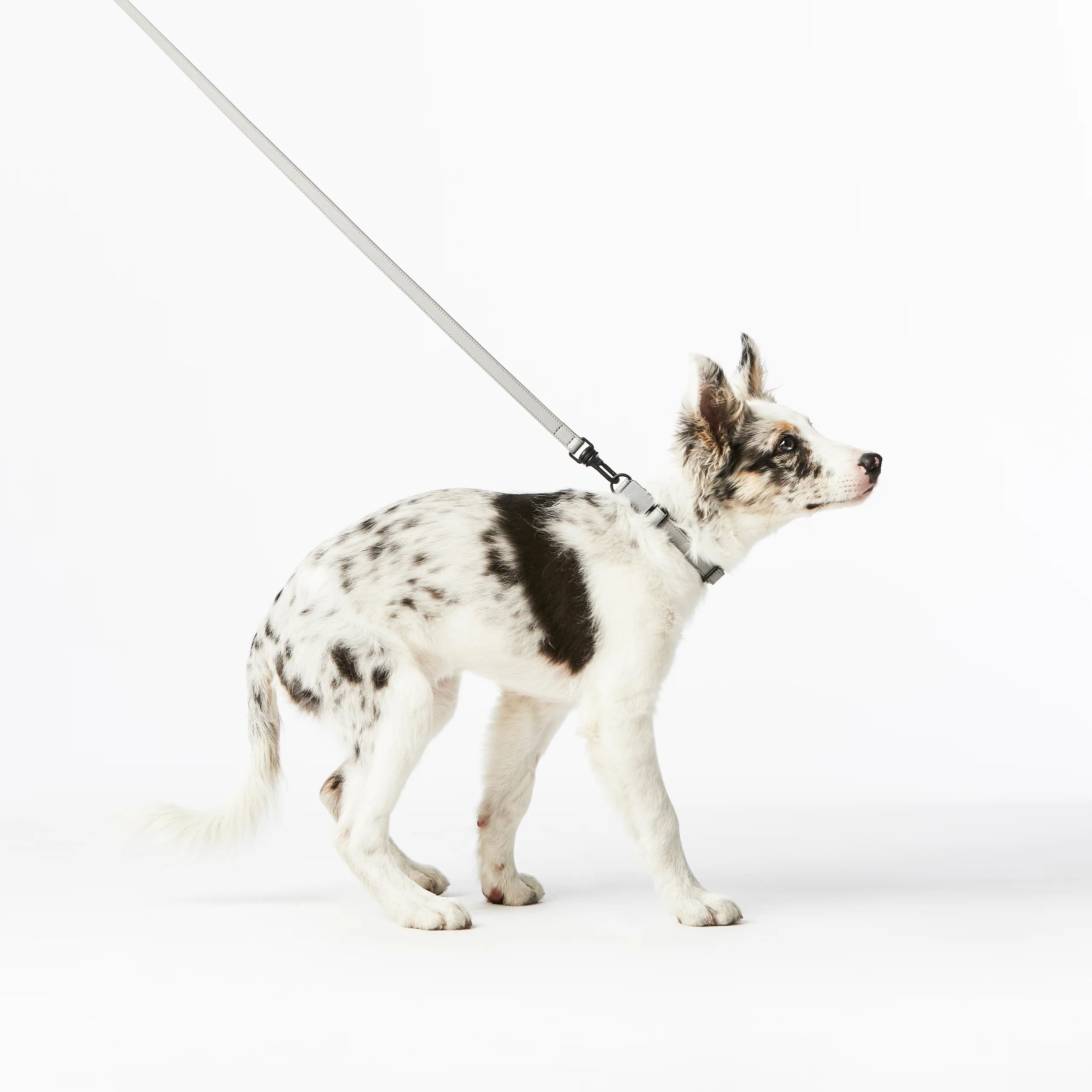 Limited Edition Italian Leather Dog Leash in Modern Colors