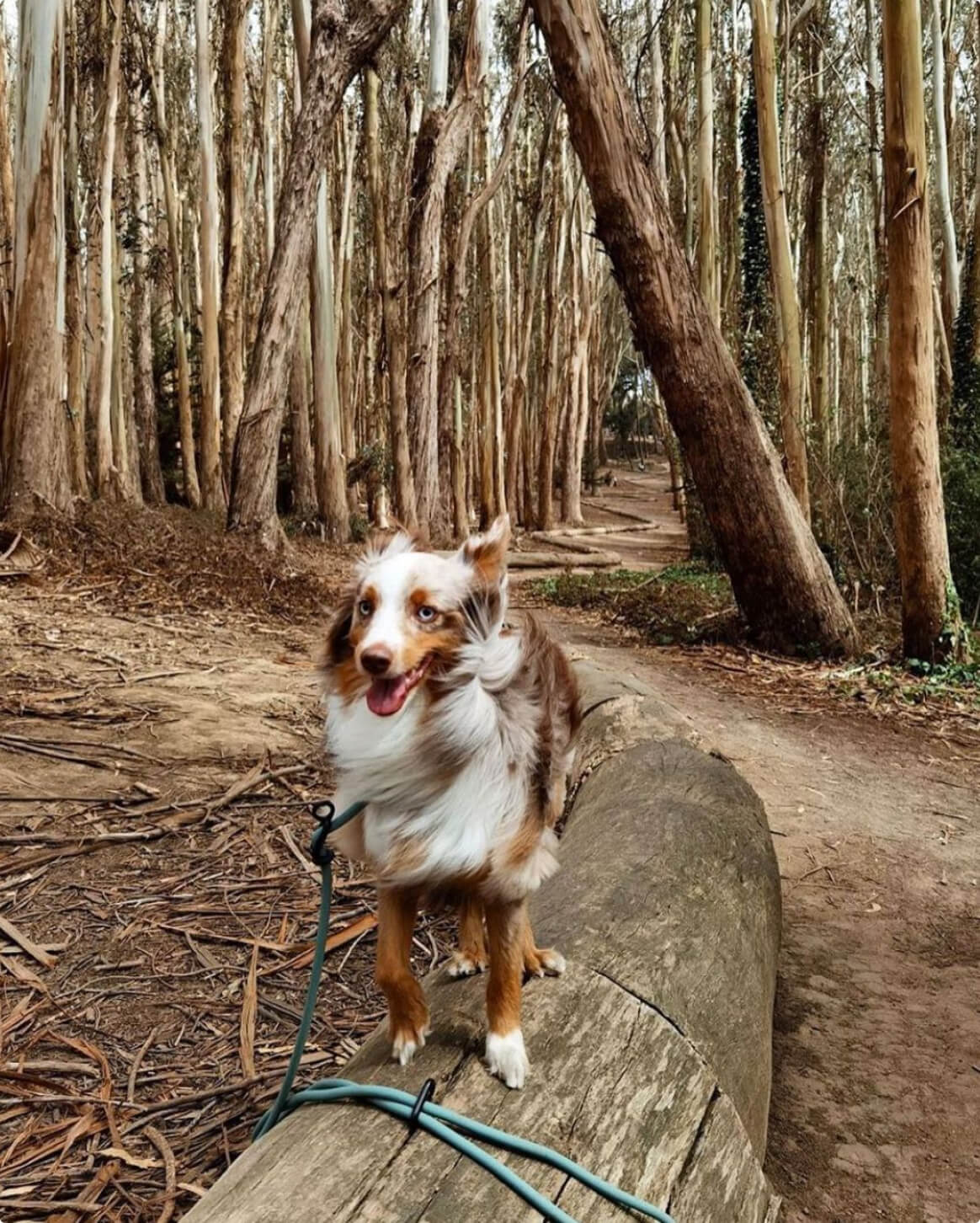 Magic Link® Hands-Free Dog Leash, Belt and Wrist Strap