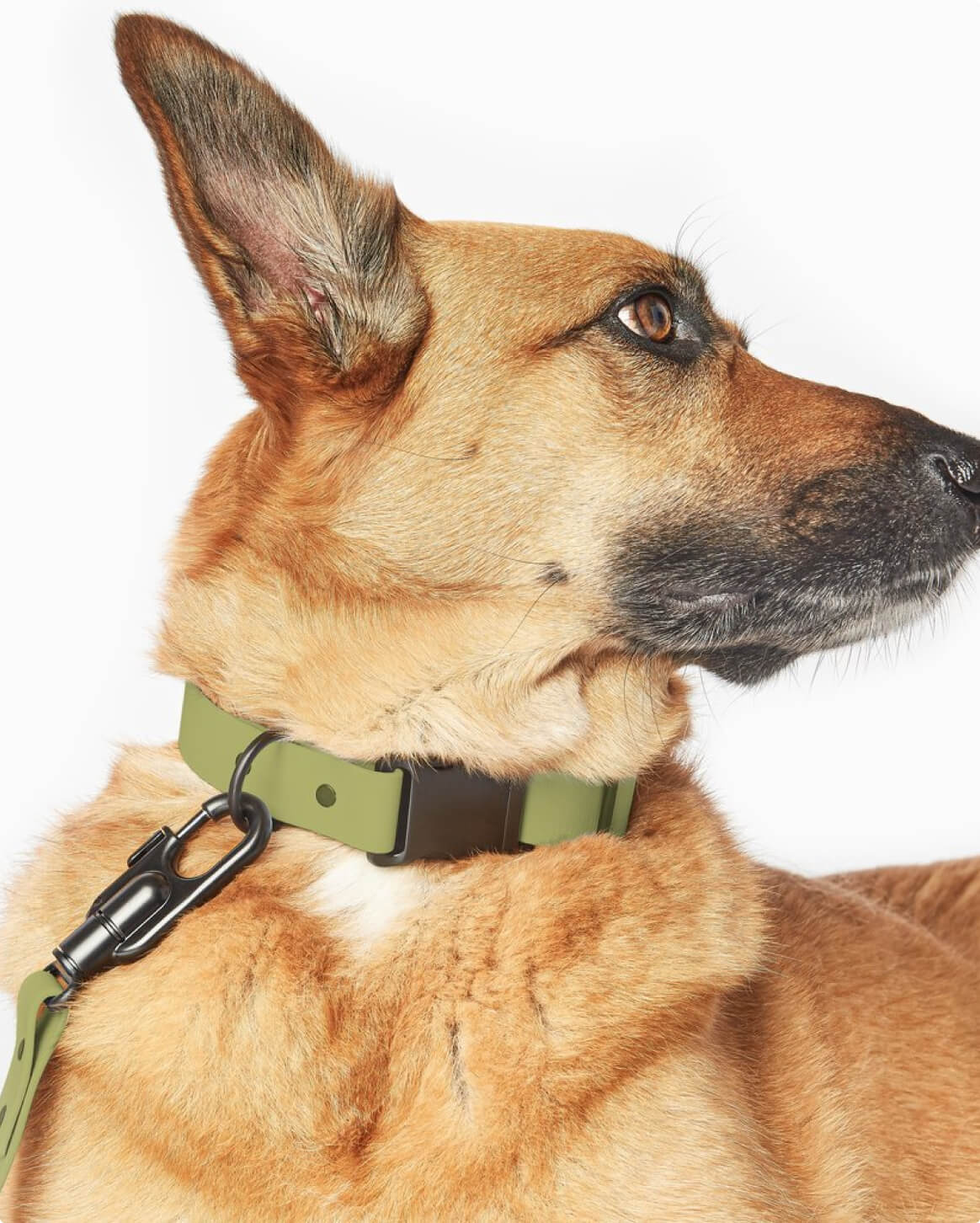 Signature Collar Personalized Coated Webbing Dog Collar