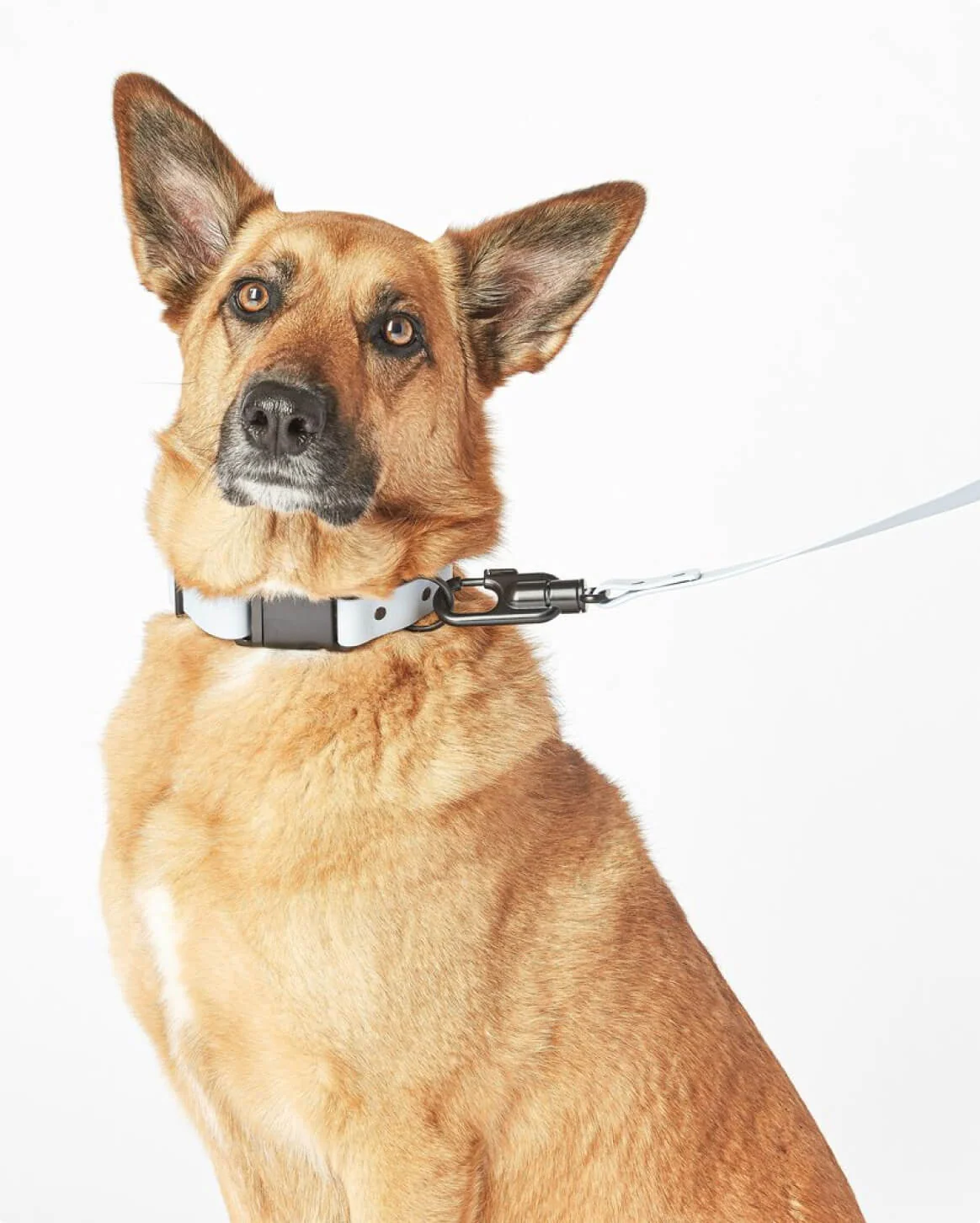 Signature Collar Personalized Coated Webbing Dog Collar
