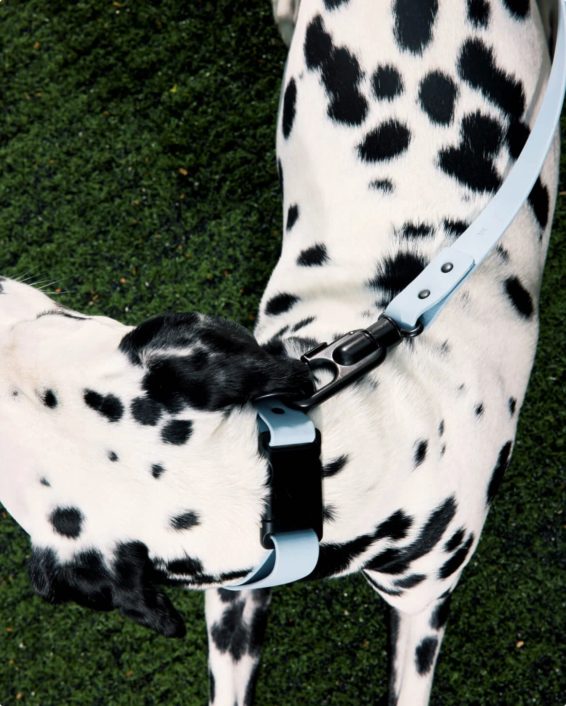 Signature Collar Personalized Coated Webbing Dog Collar