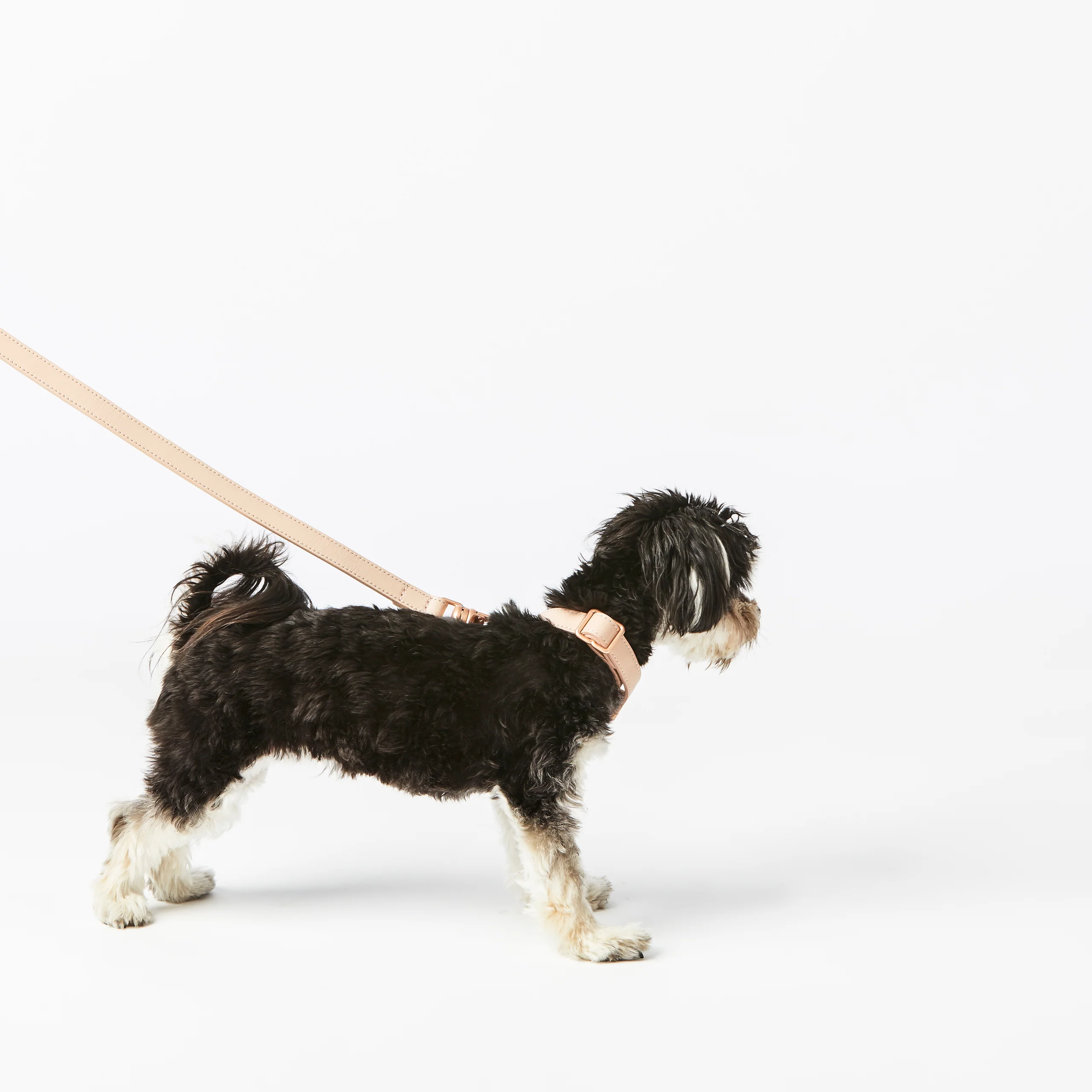 Limited Edition Italian Leather Dog Leash in Modern Colors
