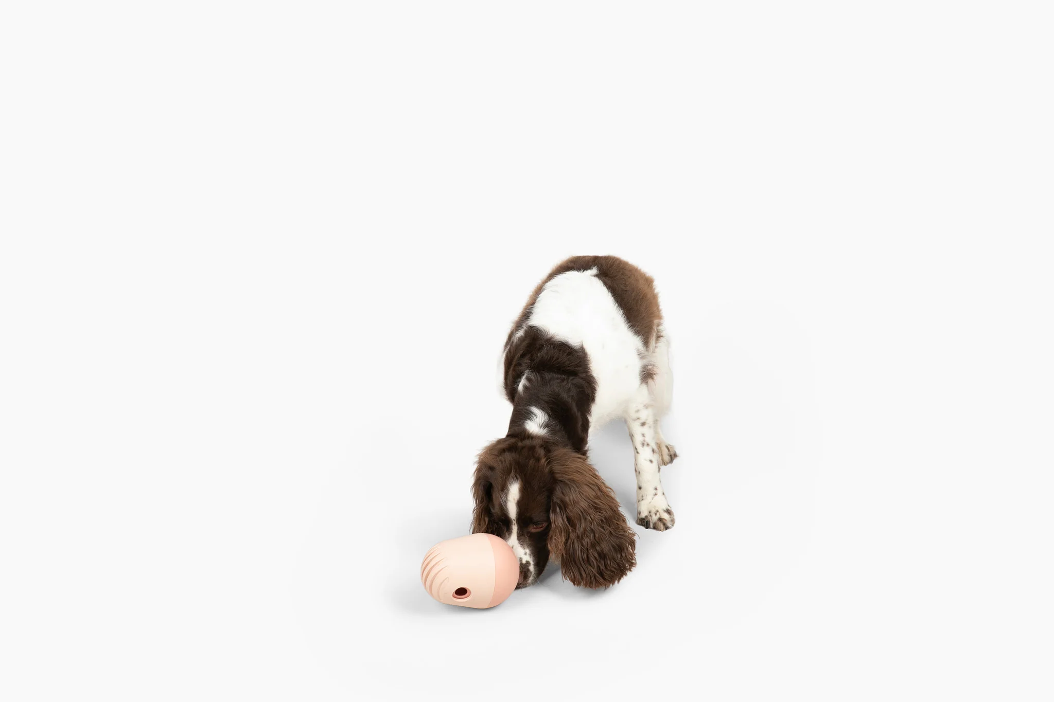 Fable Bites Limited-Ingredient Training Treats for Dogs of All Sizes