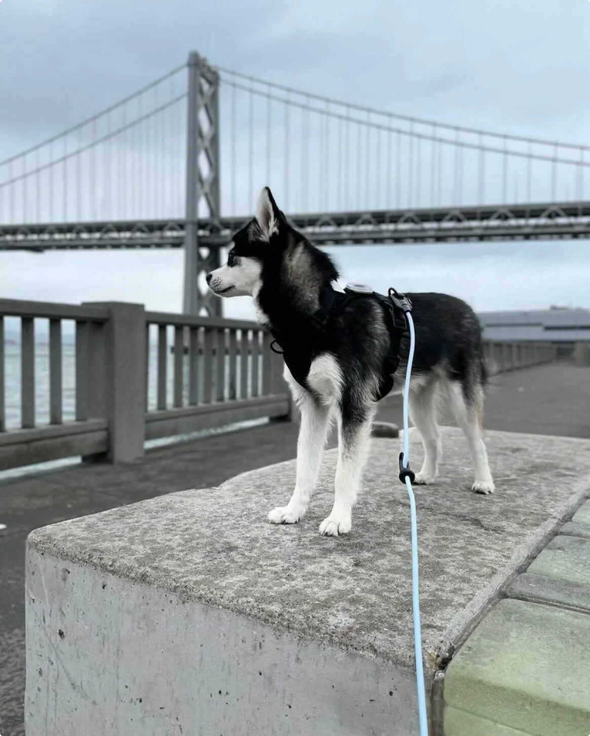 Magic Link® Hands-Free Dog Leash, Belt and Wrist Strap