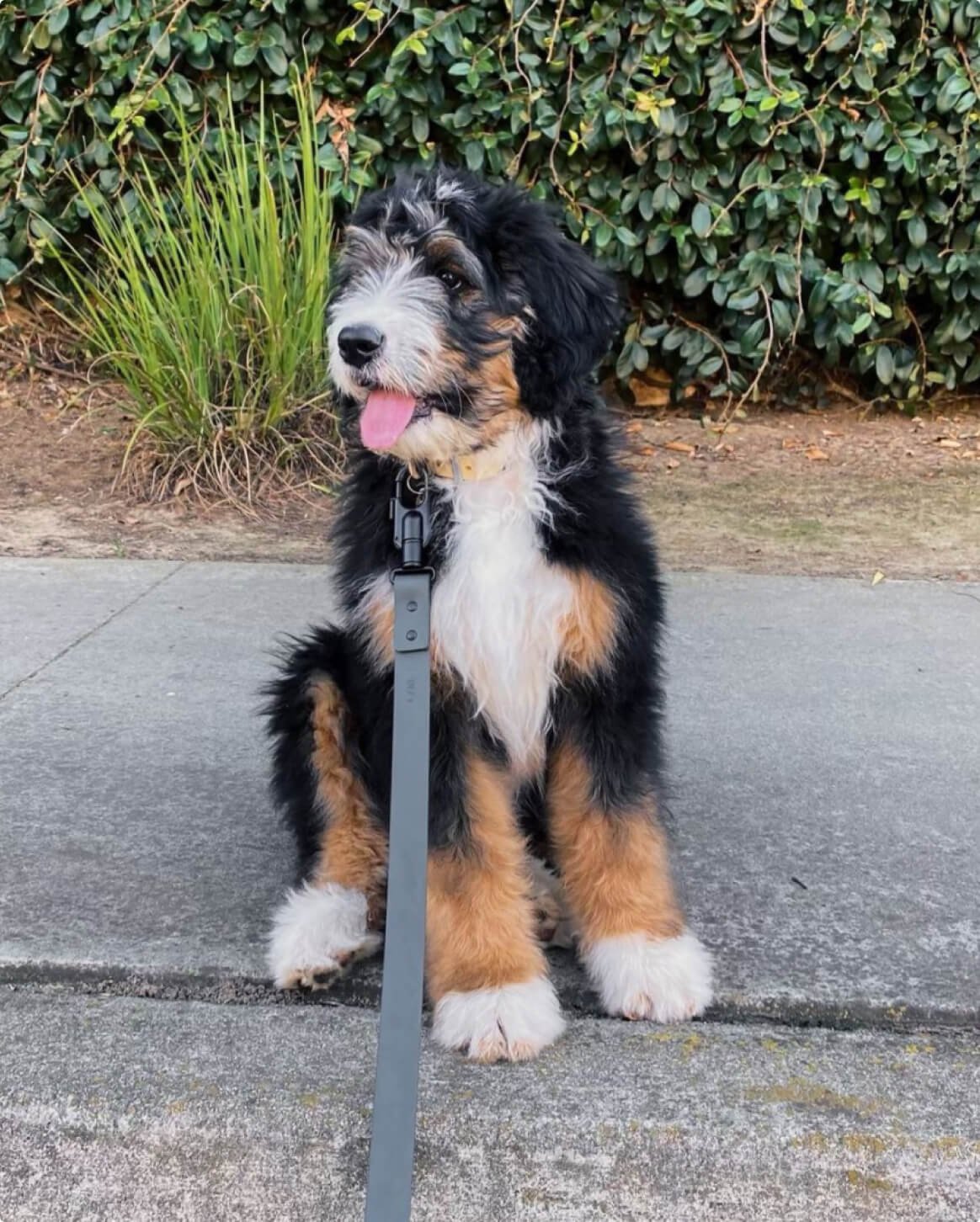 Signature Leash wodoodporna smycz dla psów ręcznie wykonana w USA