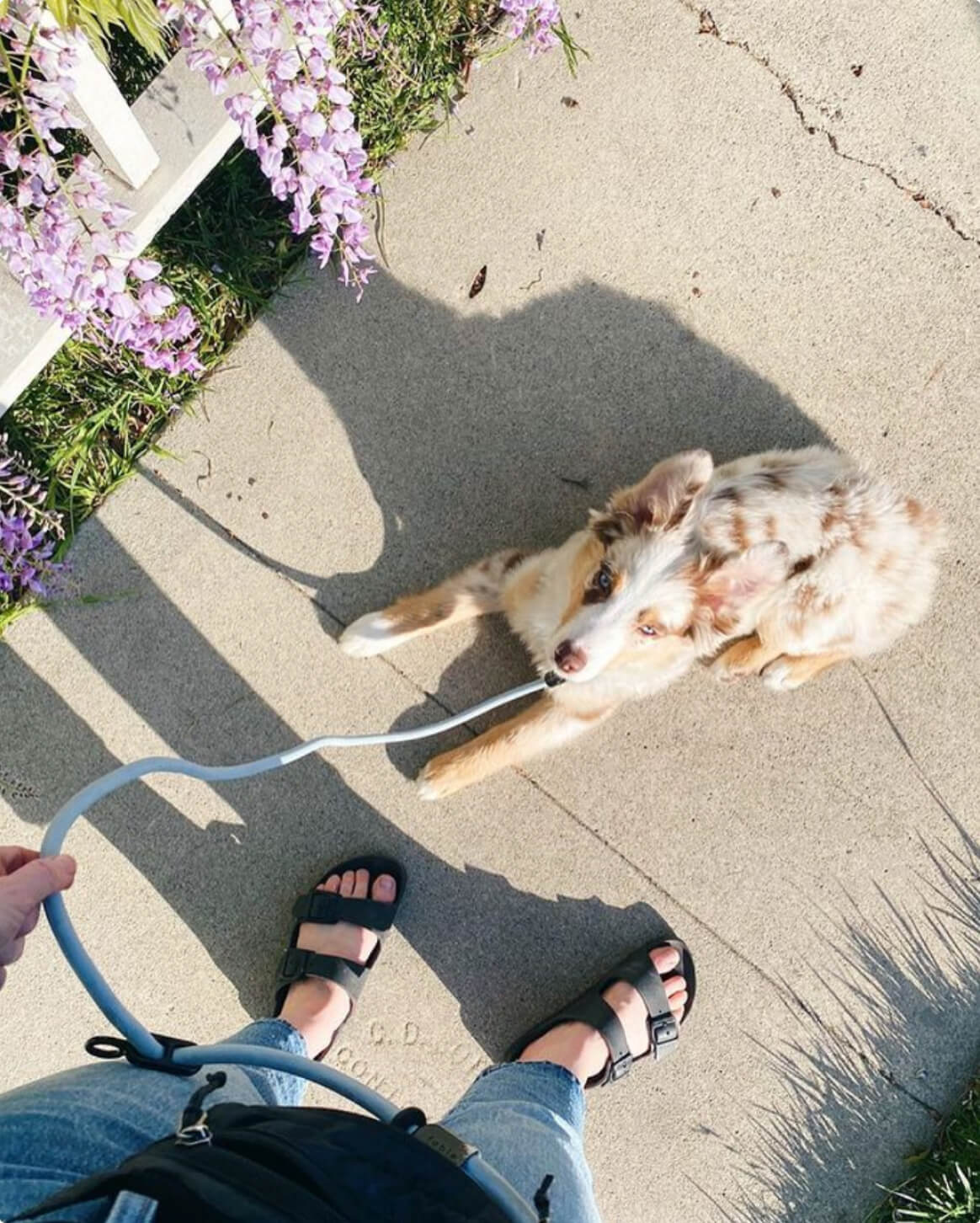 Magic Link® Hands-Free Dog Leash, Belt and Wrist Strap